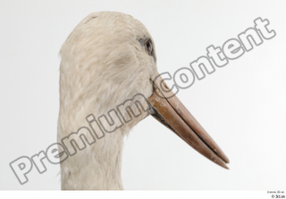 Black stork head 0006.jpg